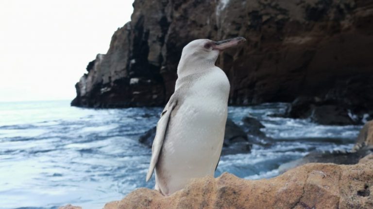 Pingüino blanco