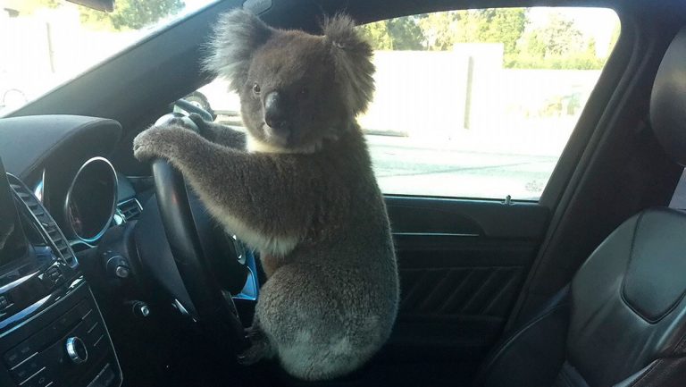 koala