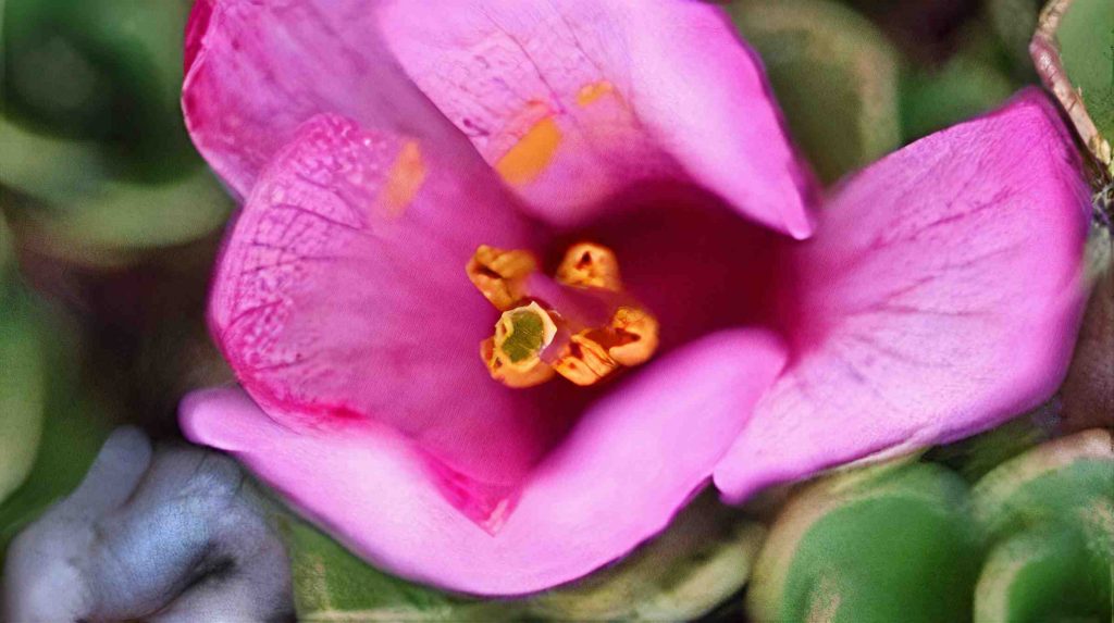 Rayenia Malalcurensis 2 (1)