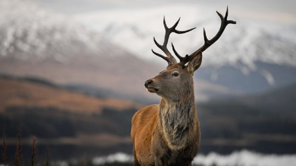 Nueva Variante Covid