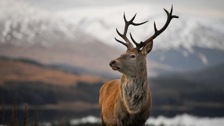 Nueva Variante Covid