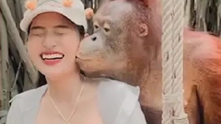 Orangutan Agarra Senos De Turista En Tailandia