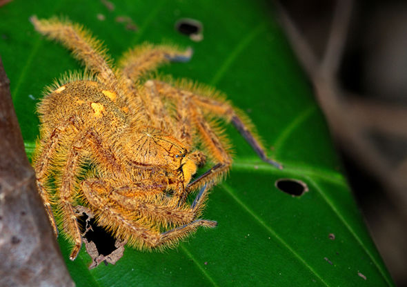 Araña David Bowie