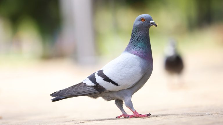 Protesta Contra Las Palomas