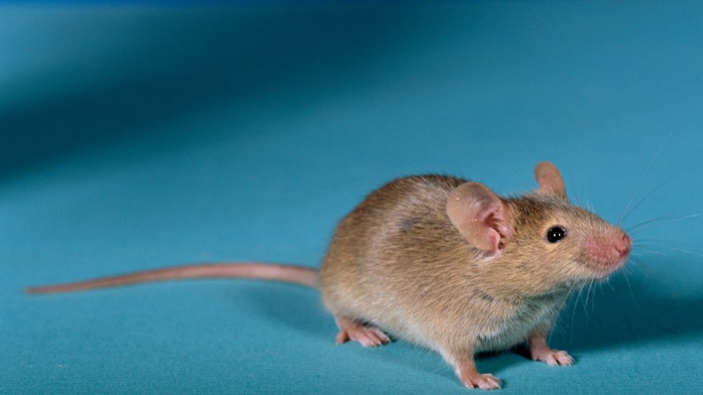 200 Kilos De Marihuana