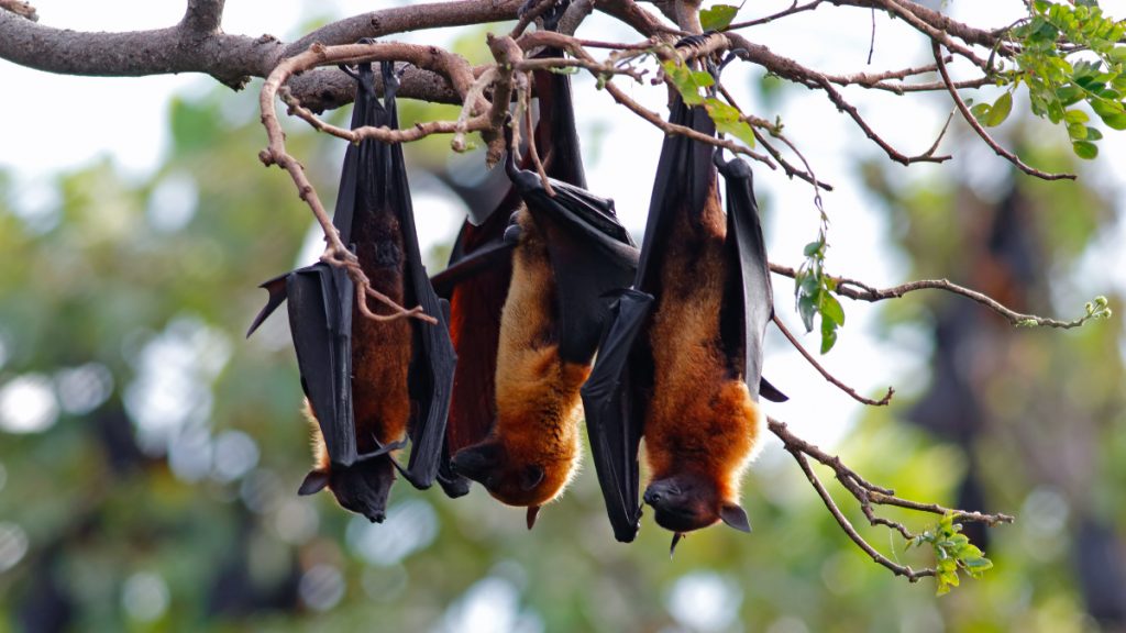 Murciélago Con Rabia