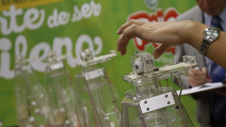 Ganadora De La Suerte De Ser Chileno De Polla