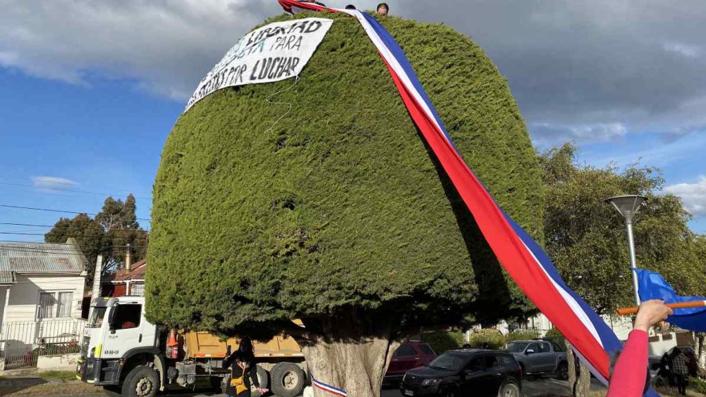 Antisociales Tratan De Quemar El árbol De Boric