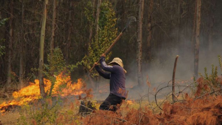 Detienen A 4 Sujetos Por Incendios En La Araucanía