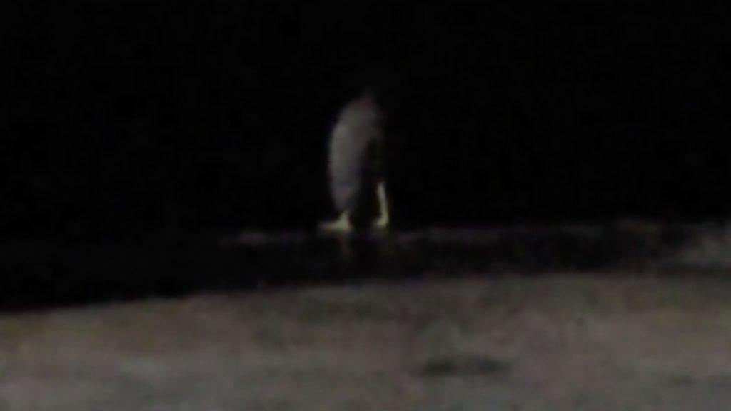 Ser Sin Torso TikTok