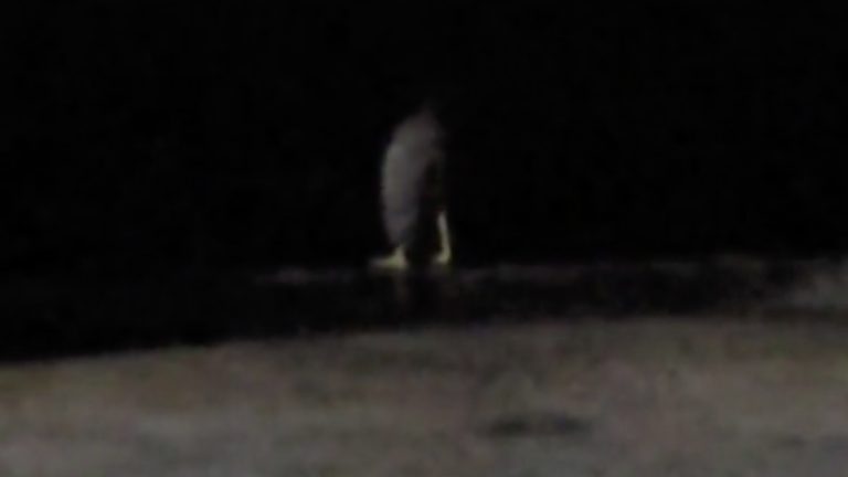 Ser Sin Torso TikTok