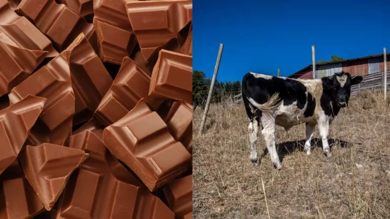 La vaca de chocolate más grande del mundo, vaca chocolate Osorno, la más grande del mundo,