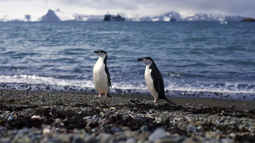 Antártica_ En Búsqueda De La Adaptación Jota Loyola