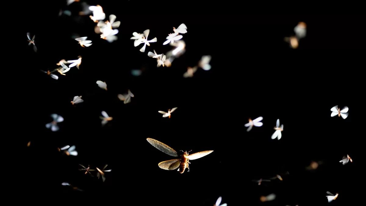 Luz Insectos