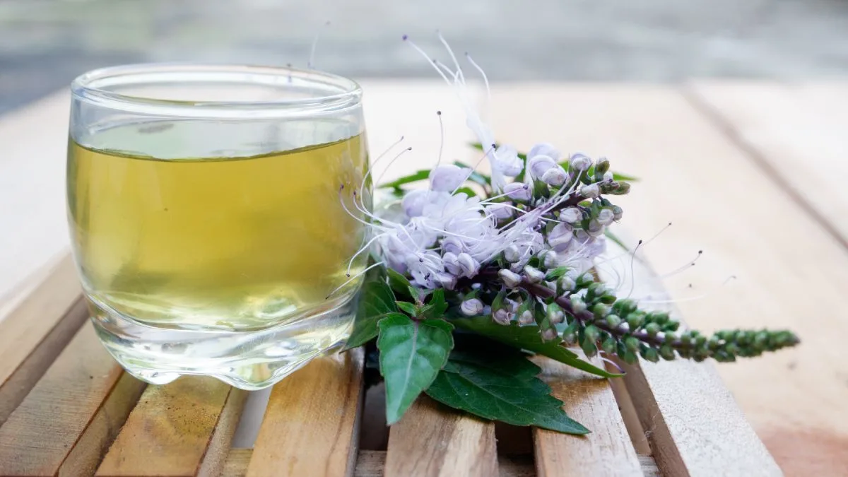 Infusion De Ortosifon