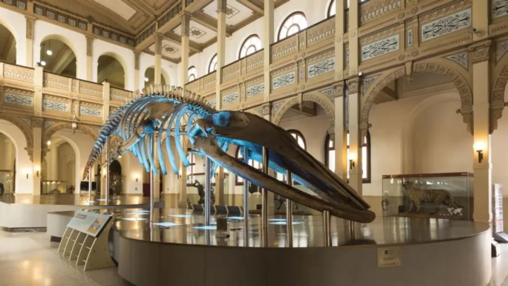 Museo De Historia Natural
