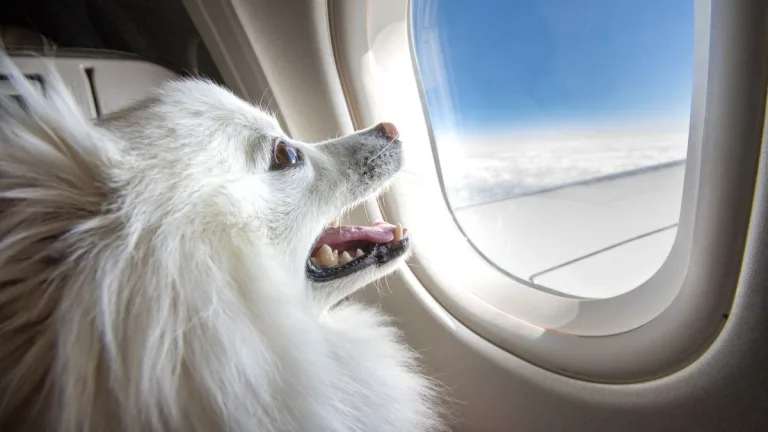 Perro Avion