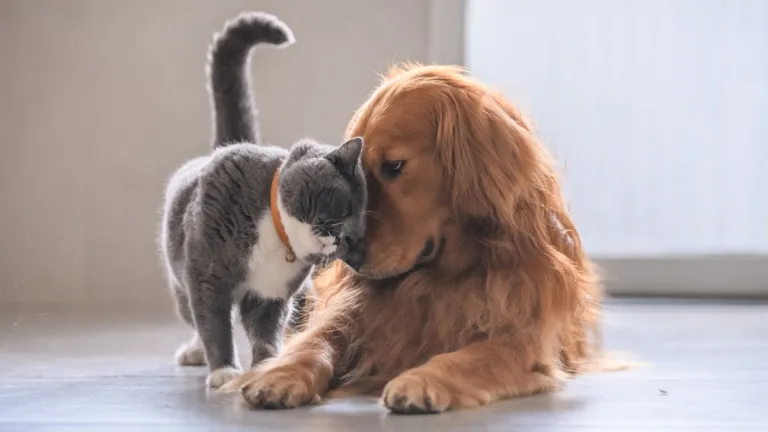Mascotas Perro Y Gato