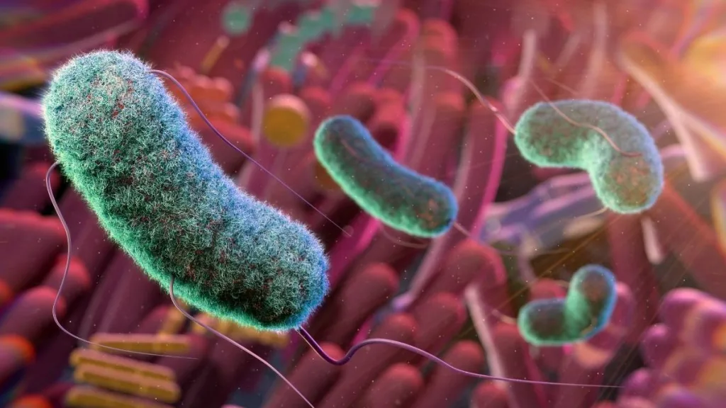 Bacteria Colon