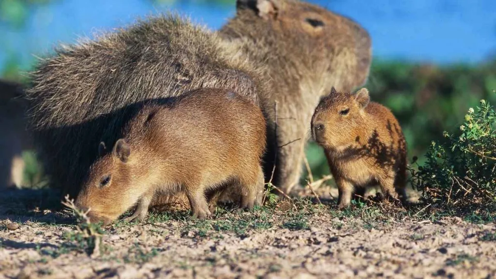 Capibaras