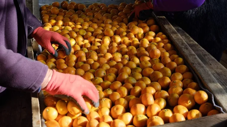Fruta Exportada