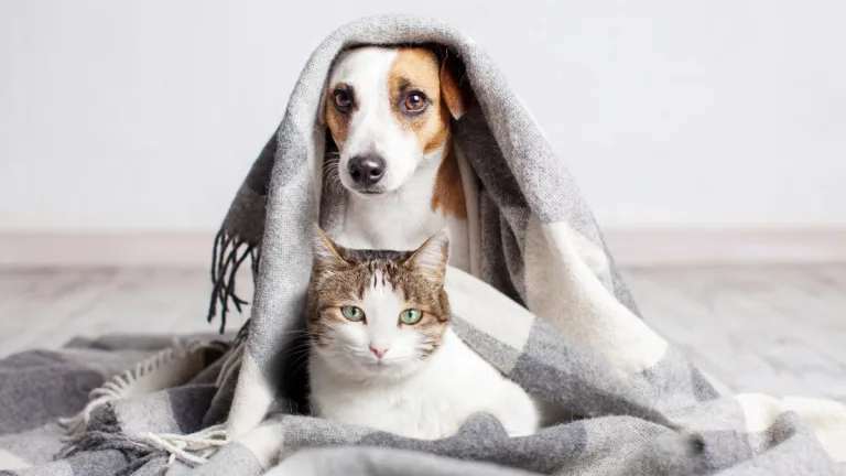 Mascotas Con Frio