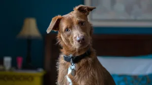 Perro Mestizo Perro Sin Raza