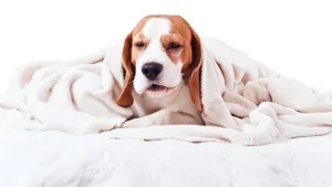 Perro Tos Mascota