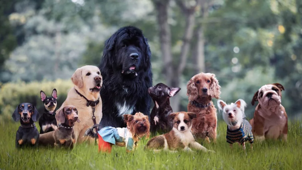 Perros Dia Mundial Del Perro