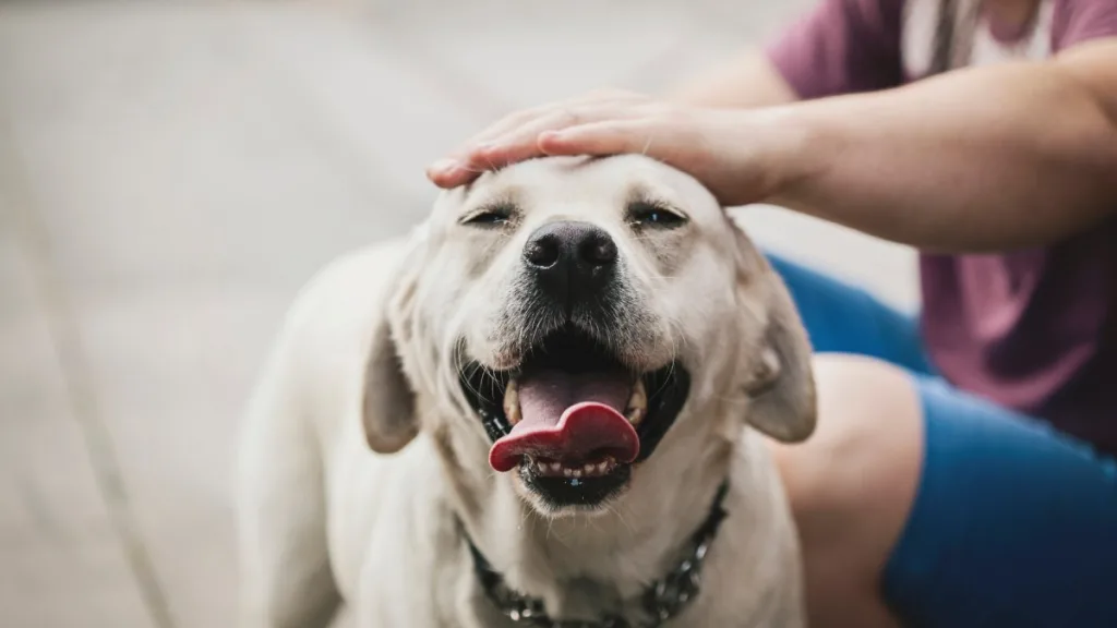Acariciar Un Perro De La Calle