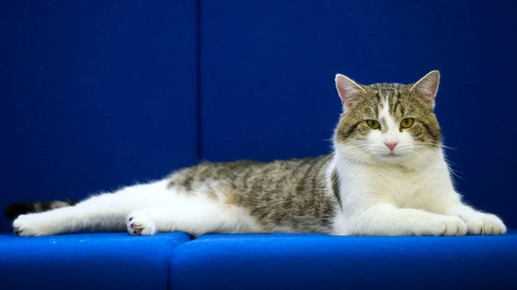 Dia Internacional Del Gato