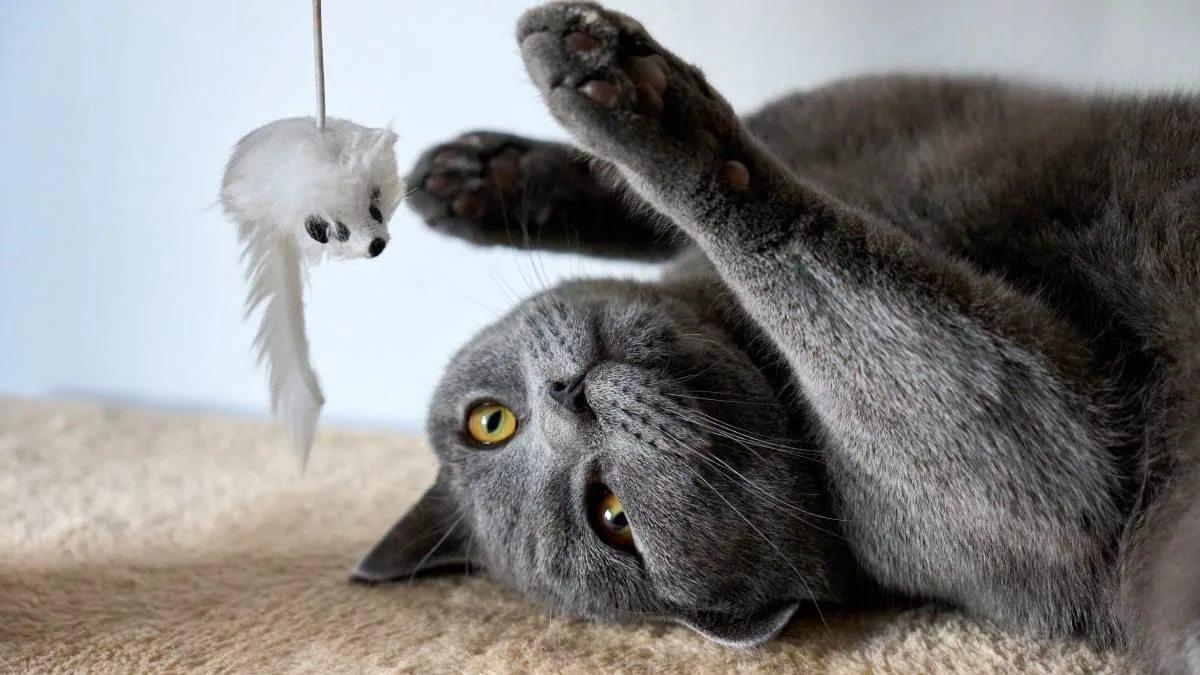 Dia Internacional Del Gato 2