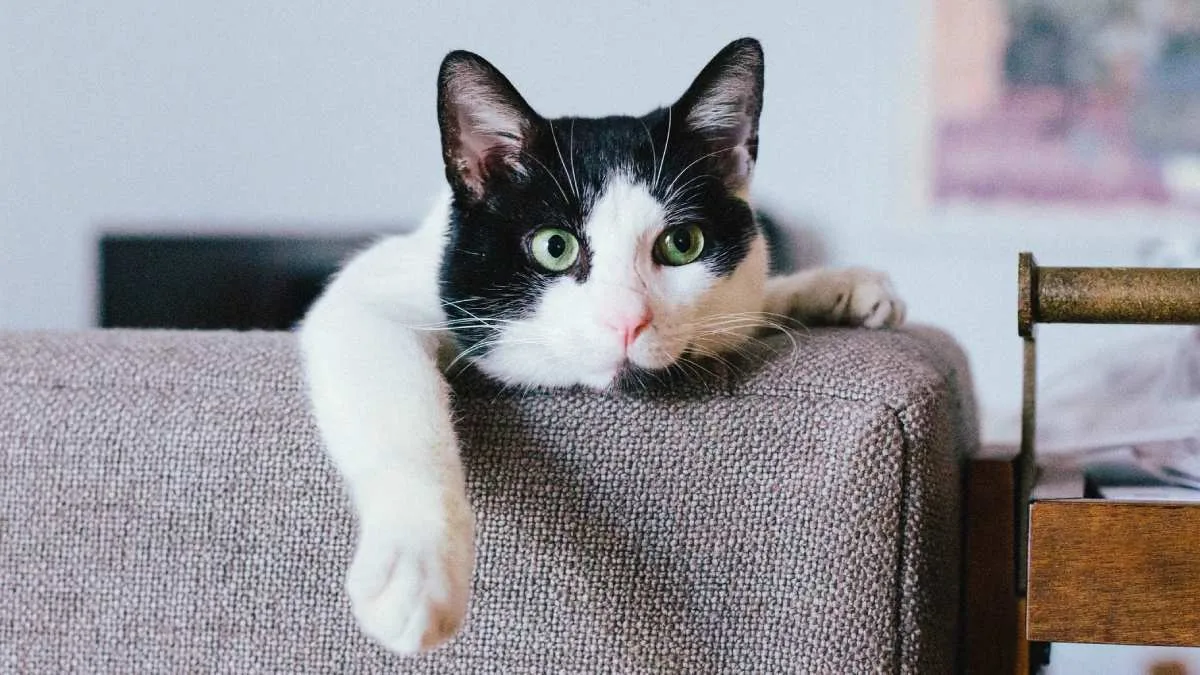 Dia Internacional Del Gato Mes Del Gato