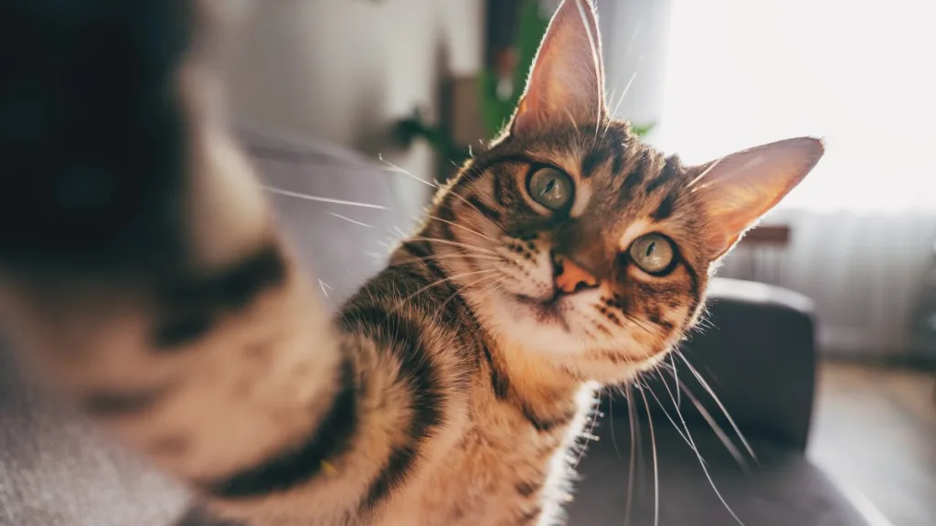 Mes Del Gato Dia Internacional Del Gato