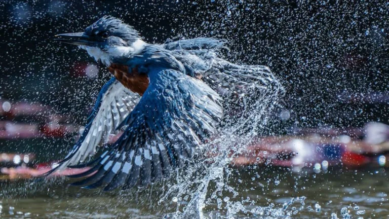 Audubon Photography Awards Martín Pescador