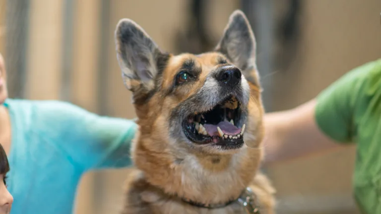 Día Mundial Del Perro Adoptado