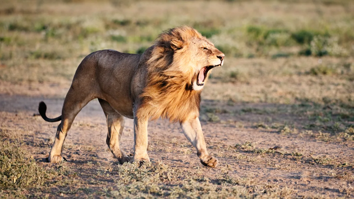 Leon Mas No es el león: este es el verdadero depredador más temido por los ...