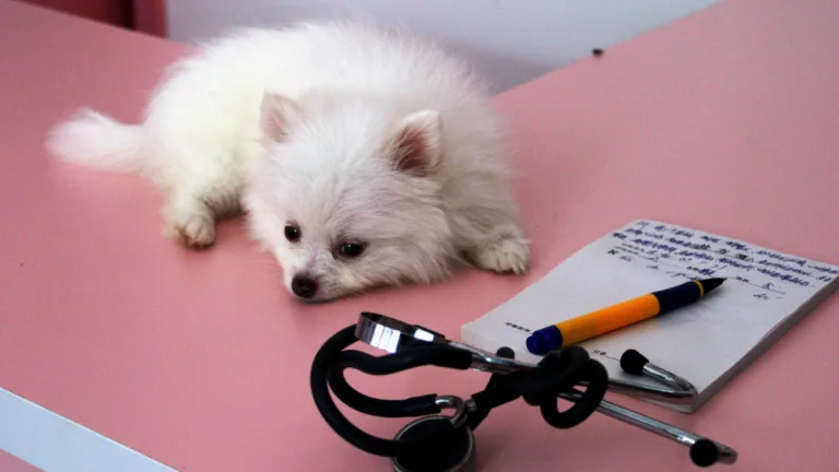 Parásitos En Mascotas