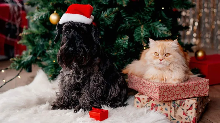 Perros Gatos Navidad