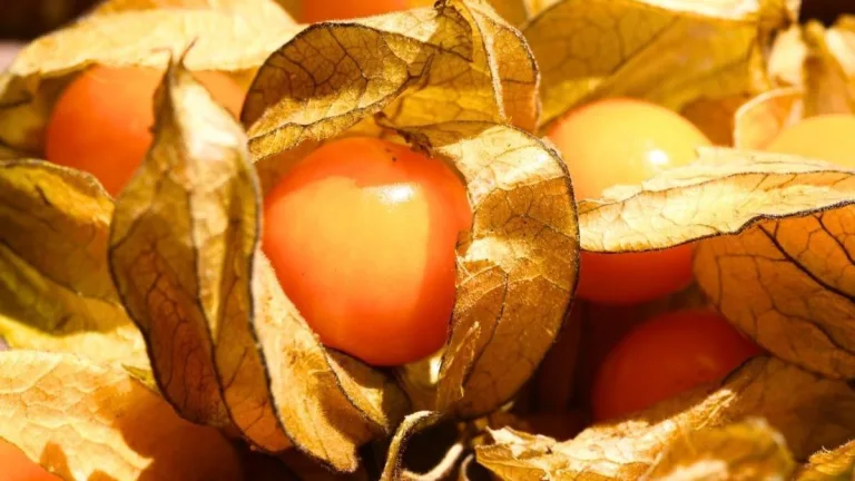 Golden Berry, inflamación intestinal