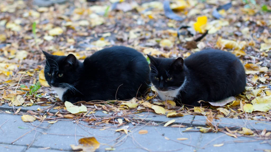 Clonación De Mascotas