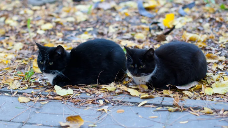 Clonación De Mascotas