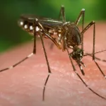 Aedes Aegypti