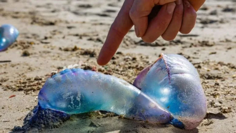 Fragata Portuguesa 2026