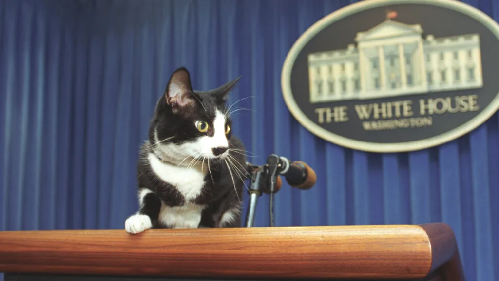 Día Internacional Del Gato