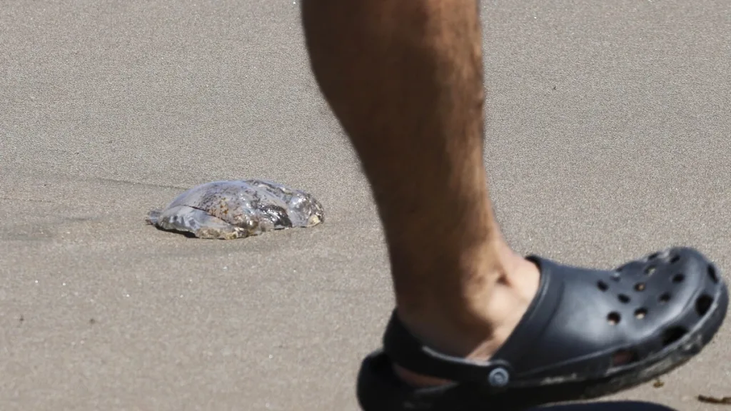 Fragata Portuguesa 2026