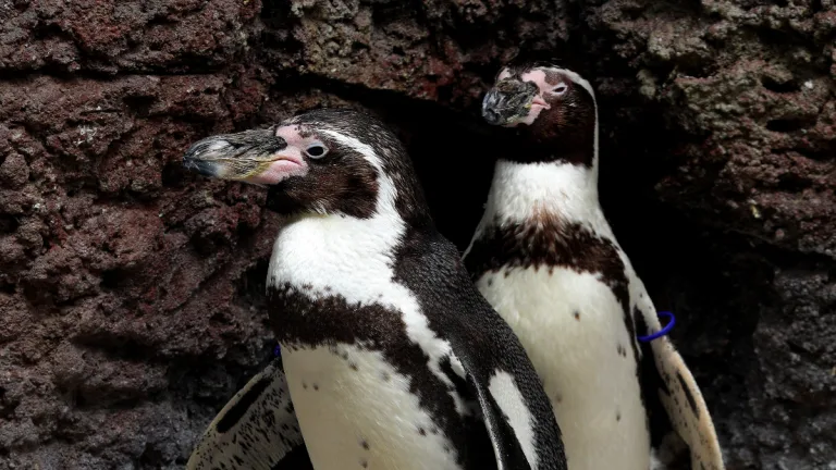 Pingüino De Humboldt