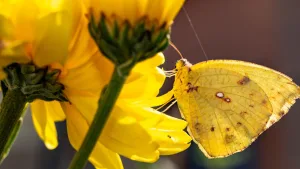 Flores Amarillas 2026