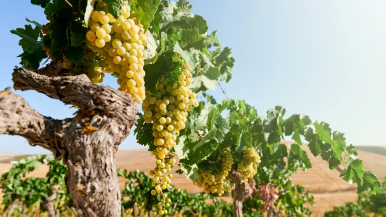 Vendimias Chile 2026