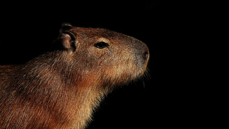 Capibara